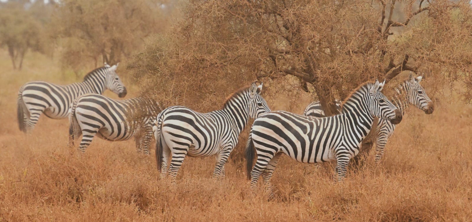 Ruaha National Park Safari Packages